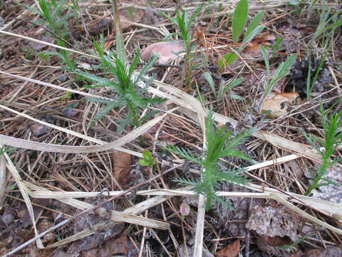 Image of Achillea impatiens L.