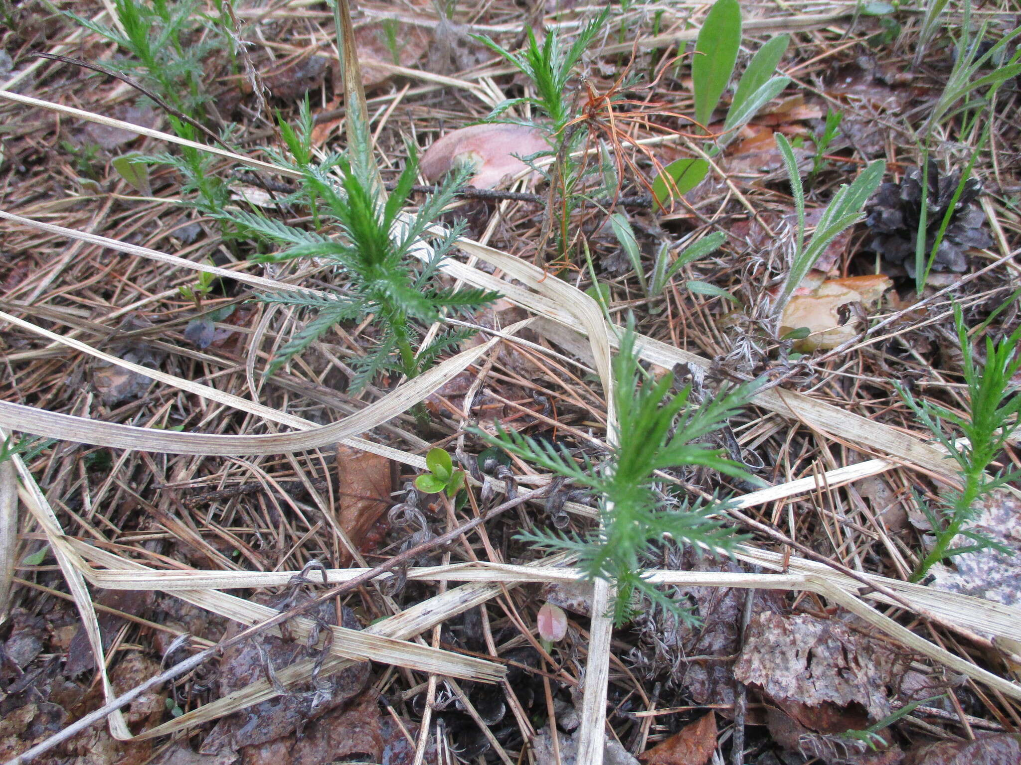 Sivun Achillea impatiens L. kuva