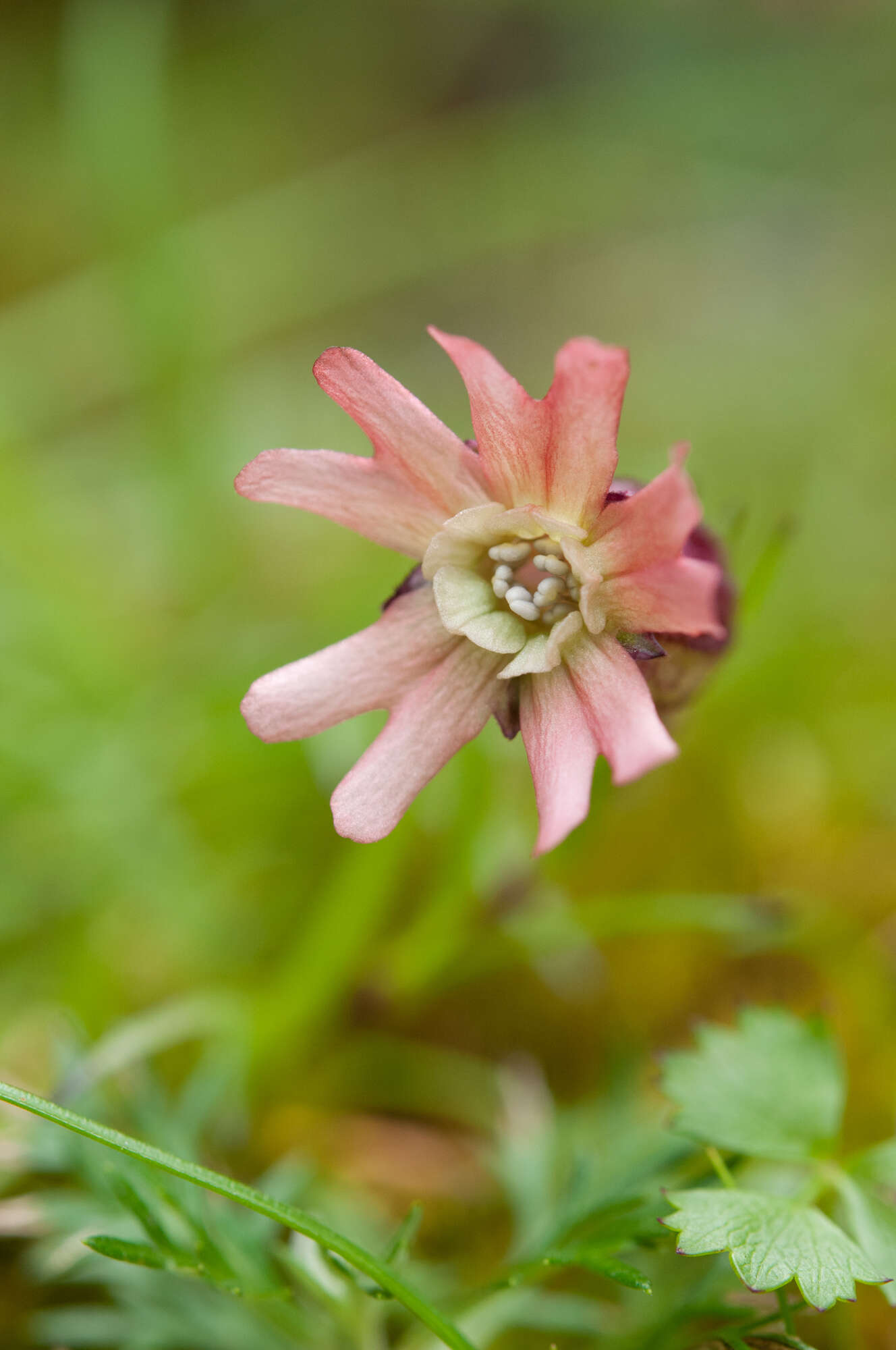 Image of Silene morrisonmontana (Hayata) Ohwi & H. Ohashi