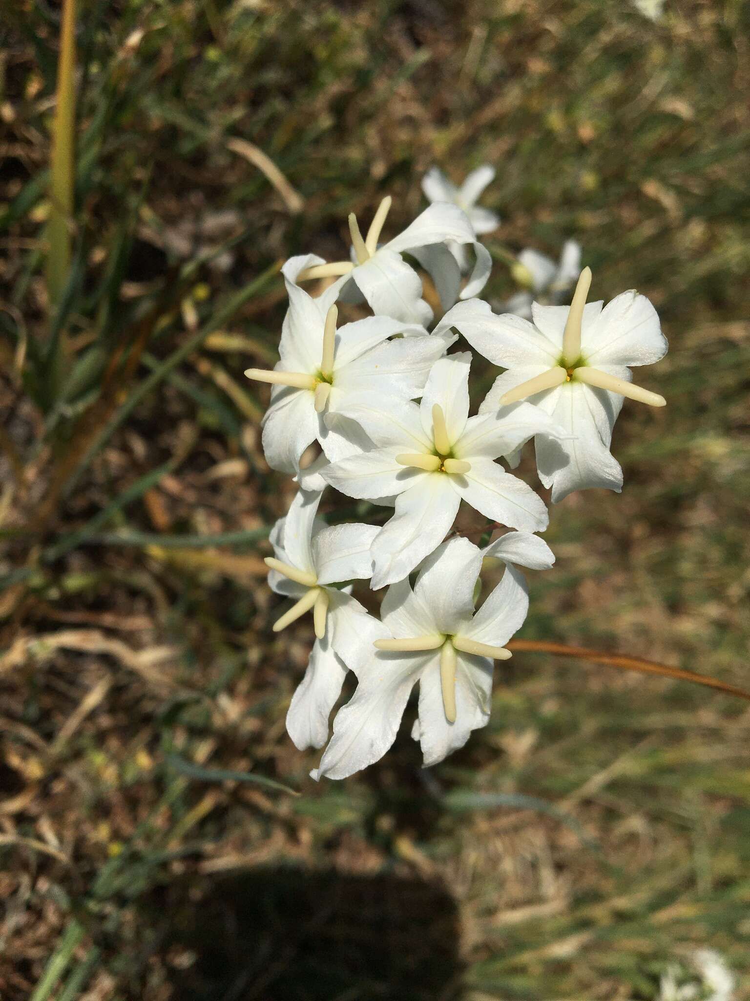 Sivun <i>Leucocoryne coquimbensis</i> var. <i>alba</i> kuva