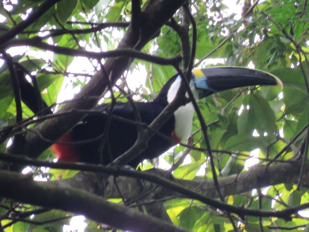 Image of Channel-billed Toucan