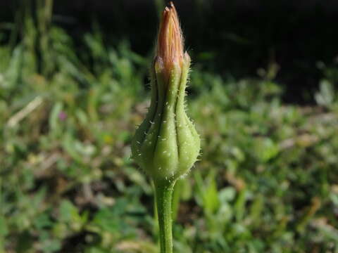 Image of prickly golden-fleece