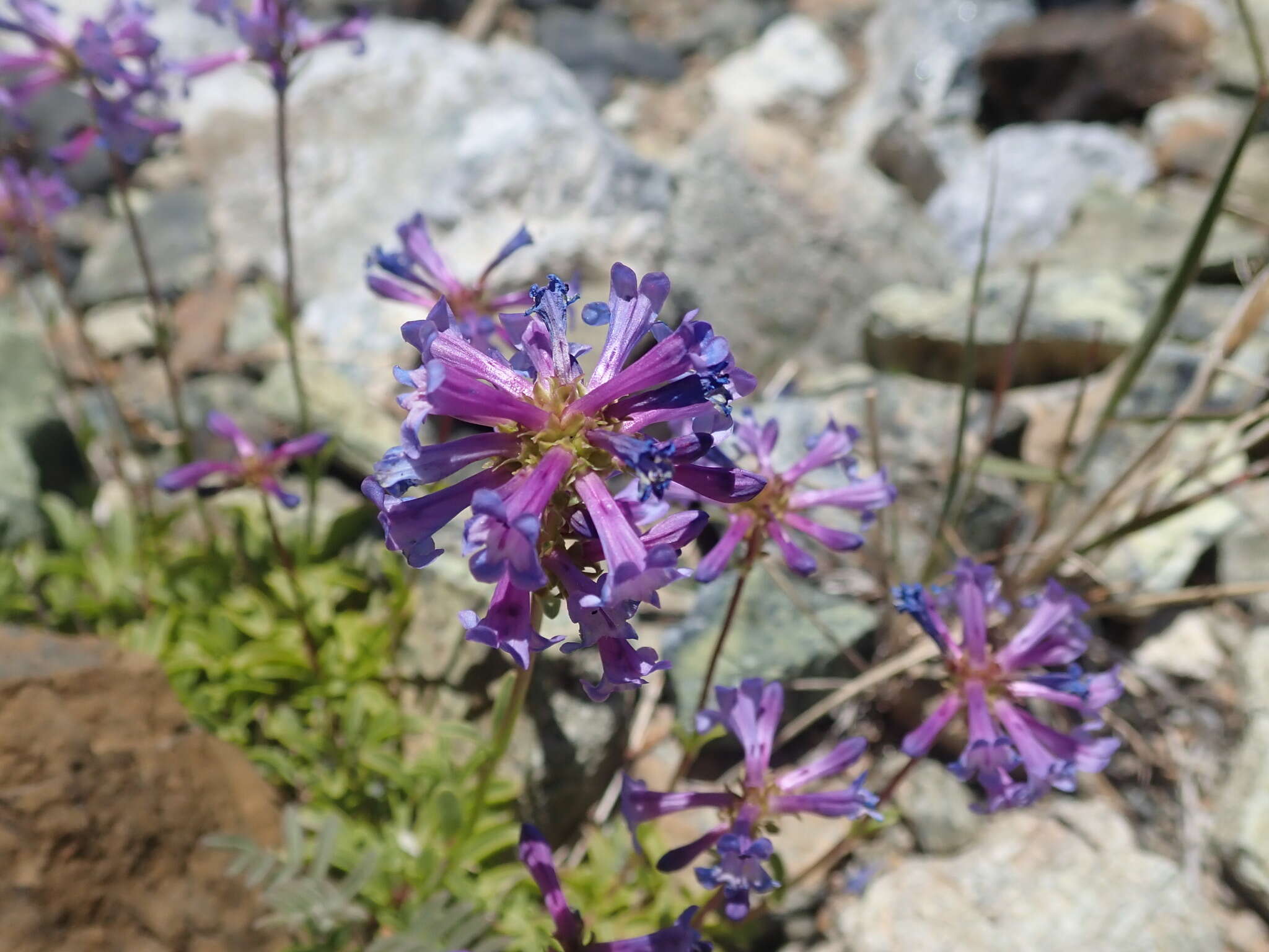 Image of pincushion beardtongue