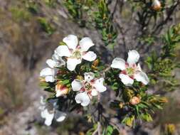 Image de Leptospermum nitidum Hook. fil.