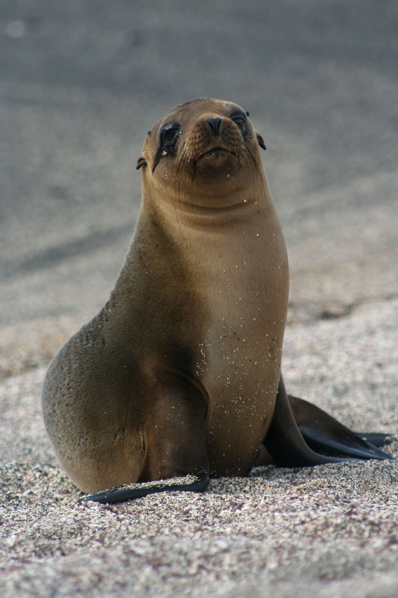 Image of Sea Lion