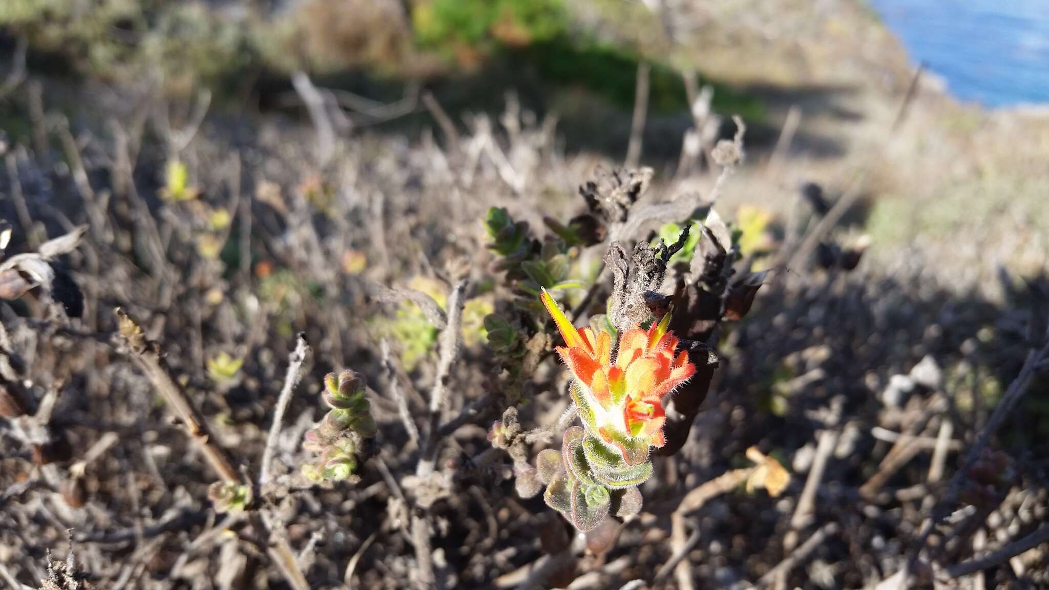 Слика од Castilleja latifolia Hook. & Arn.