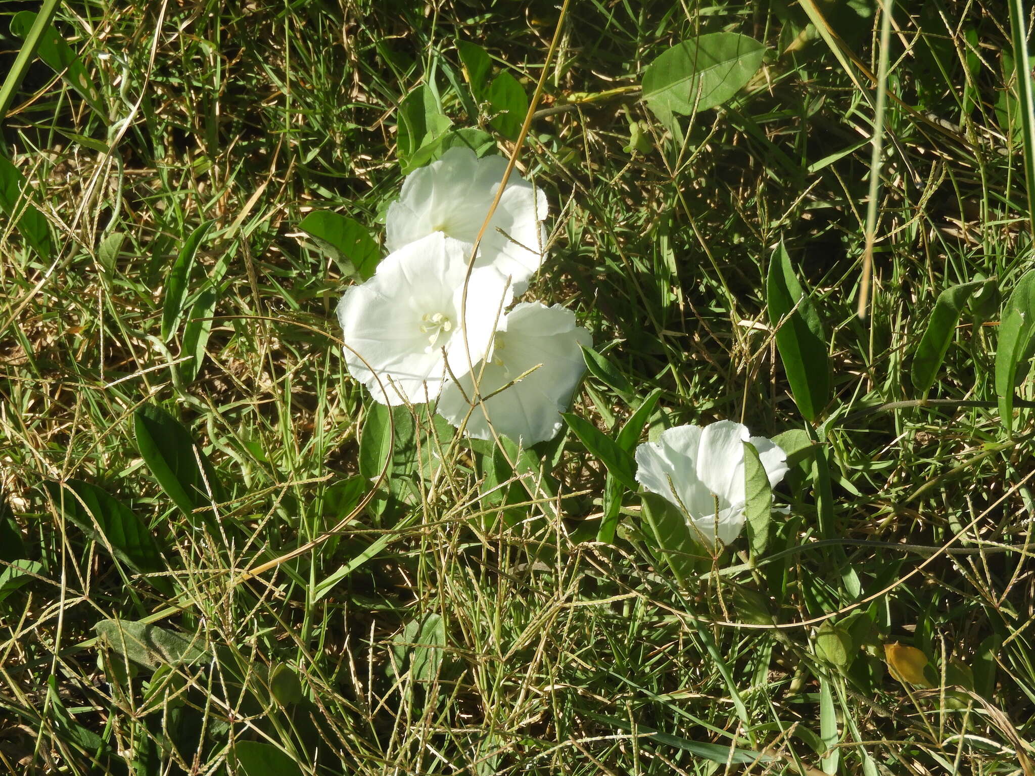 Image of Aniseia argentina (N. E. Br.) O'Donell