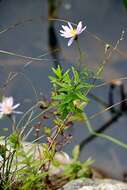 Image of bog aster