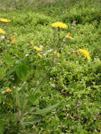 Image de Sonchus brachyotus DC.