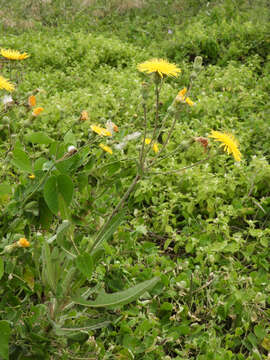 Image of Sonchus brachyotus DC.