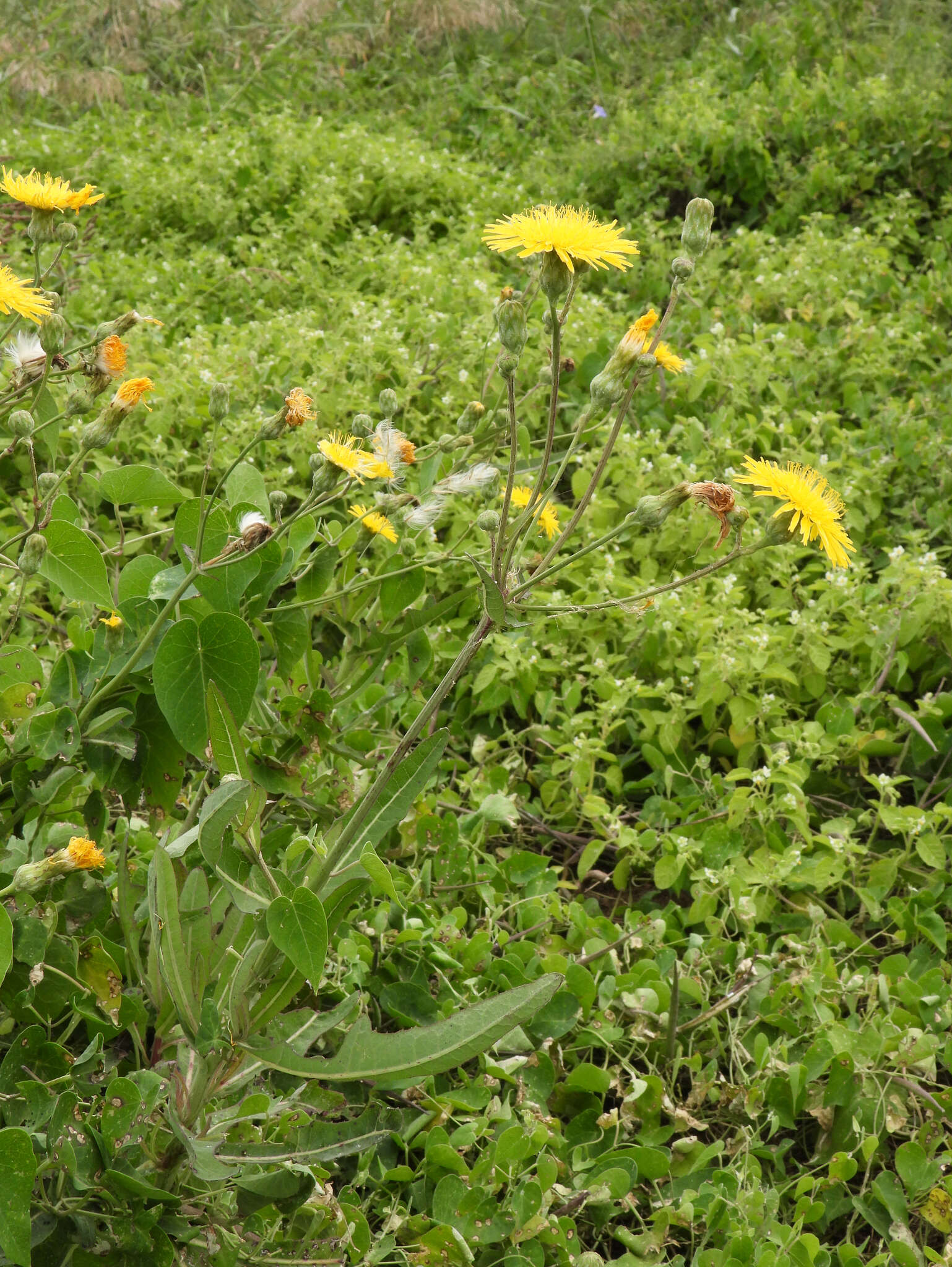 Image de Sonchus brachyotus DC.