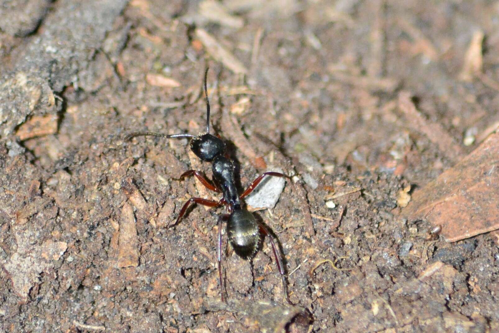 Image of Camponotus oxleyi Forel 1902