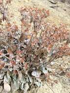 Image of granite buckwheat