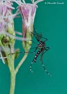 Image of Asian Tiger Mosquito