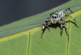 Image of Jumping spider