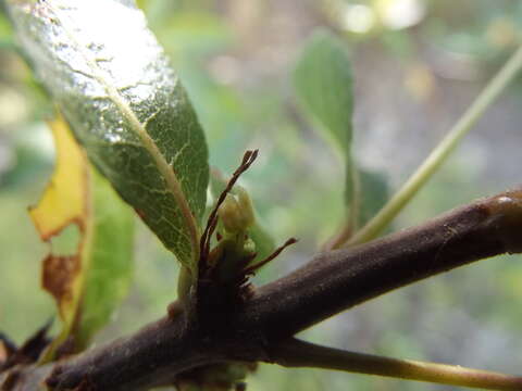 Plancia ëd Bursera cerasiifolia T. S. Brandeg.