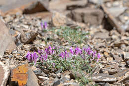 Image de Scutellaria grandiflora Sims