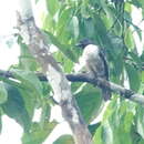 Image de Cotinga à gorge mauve