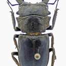 Gnaphaloryx opacus Burmeister 1847的圖片