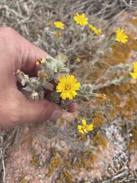 Image of Andryala arenaria (DC.) Boiss. & Reut.