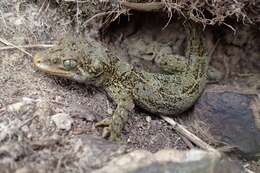 Image of Duvaucel's gecko