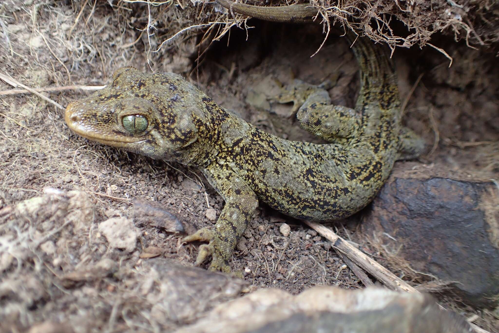 Image de Hoplodactylus duvaucelii (Duméril & Bibron 1836)