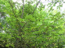 Image of speckled alder