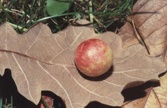 Image of Cynips quercusfolii