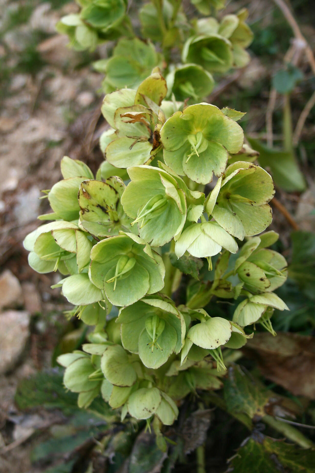 Image of Corsican hellebore