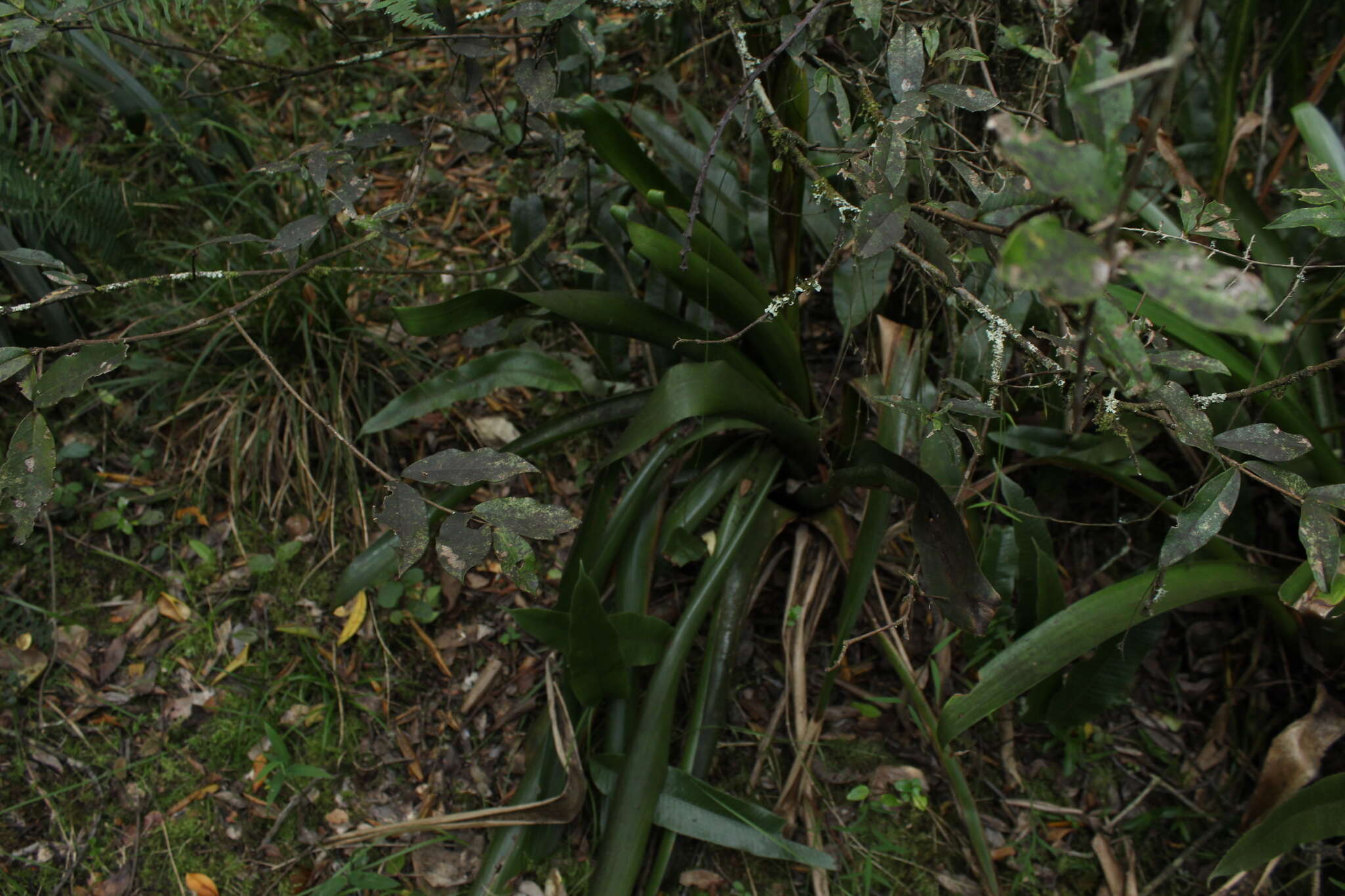 Image of Tillandsia denudata André