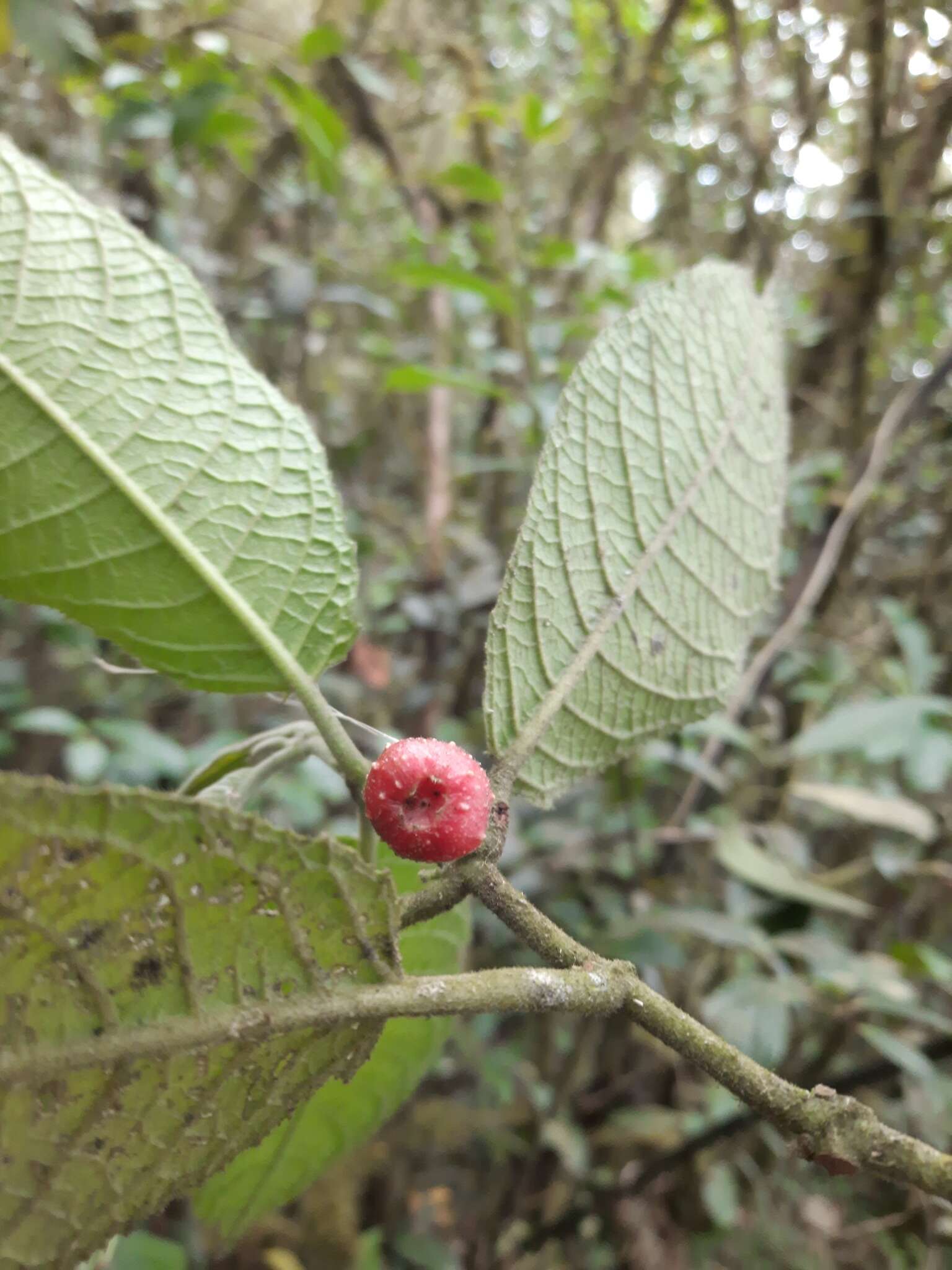 Image of Siparuna gesnerioides (Kunth) A. DC.