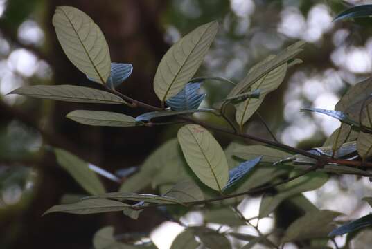 Слика од Litsea lancifolia (Roxb. ex Nees)