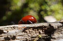 Image of Reddish Potato Beetle