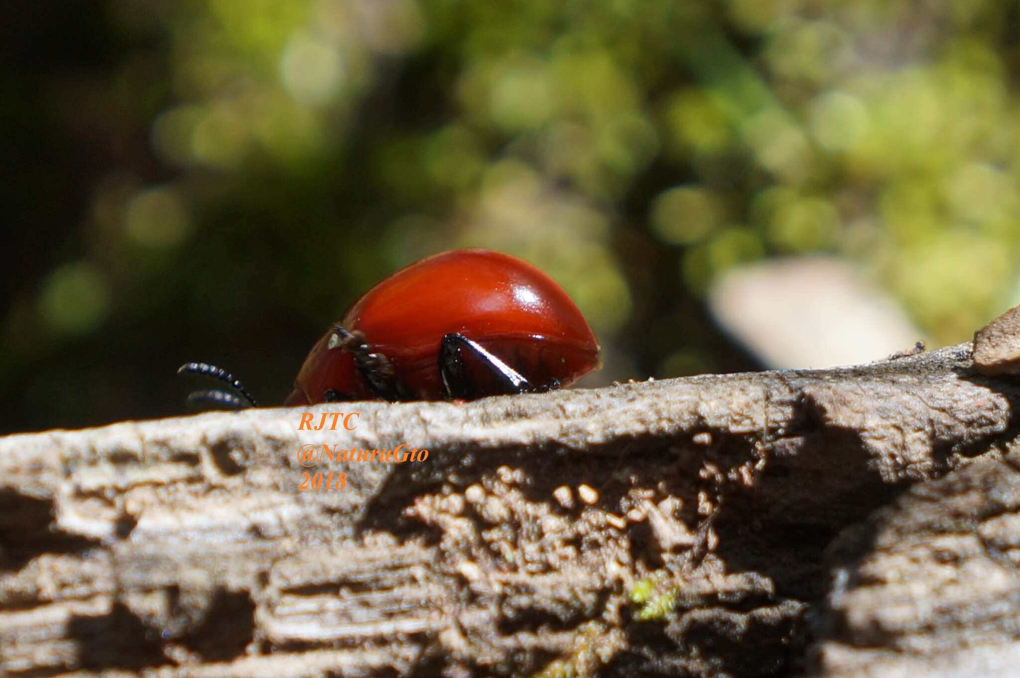 Слика од Leptinotarsa rubiginosa (Rogers 1856)