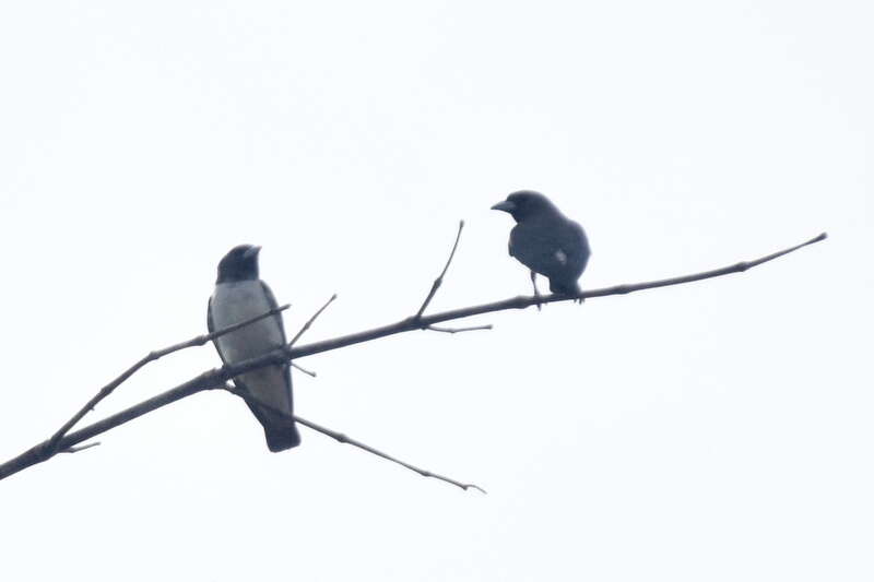 Image of White-breasted Woodswallow