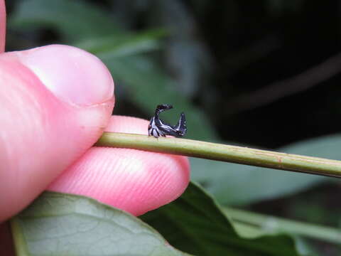 Imagem de Notocera cruciatus Fabricius