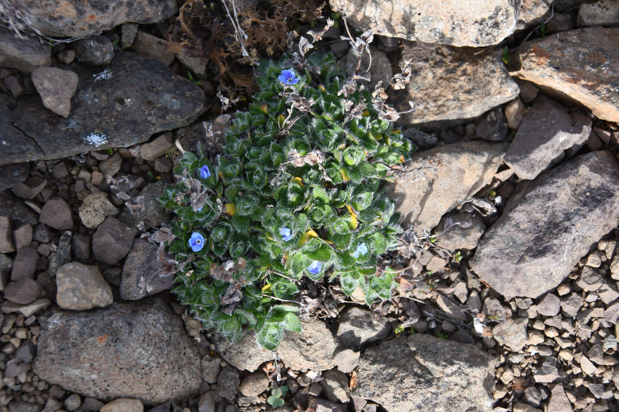 Image de Eritrichium villosum subsp. pulvinatum V. V. Petrovskii