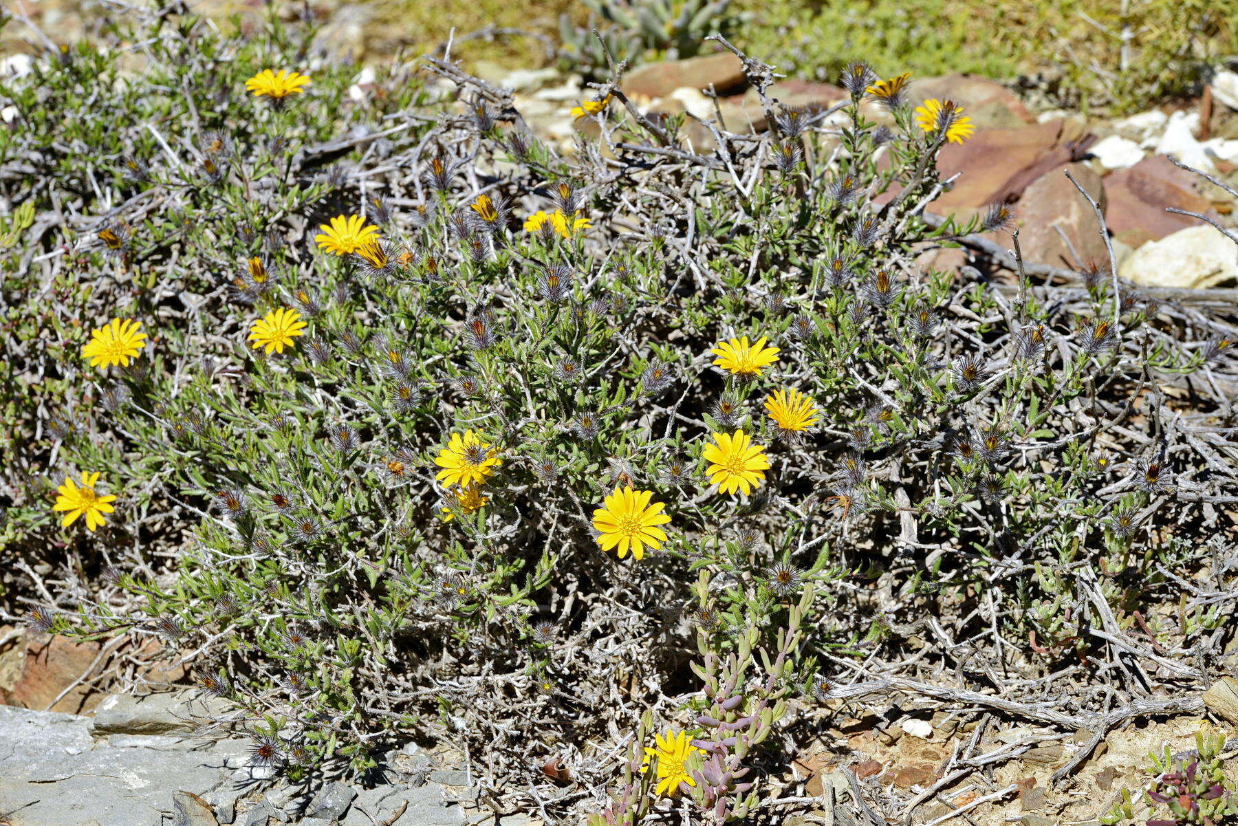 Imagem de Hirpicium integrifolium (Thunb.) Less.