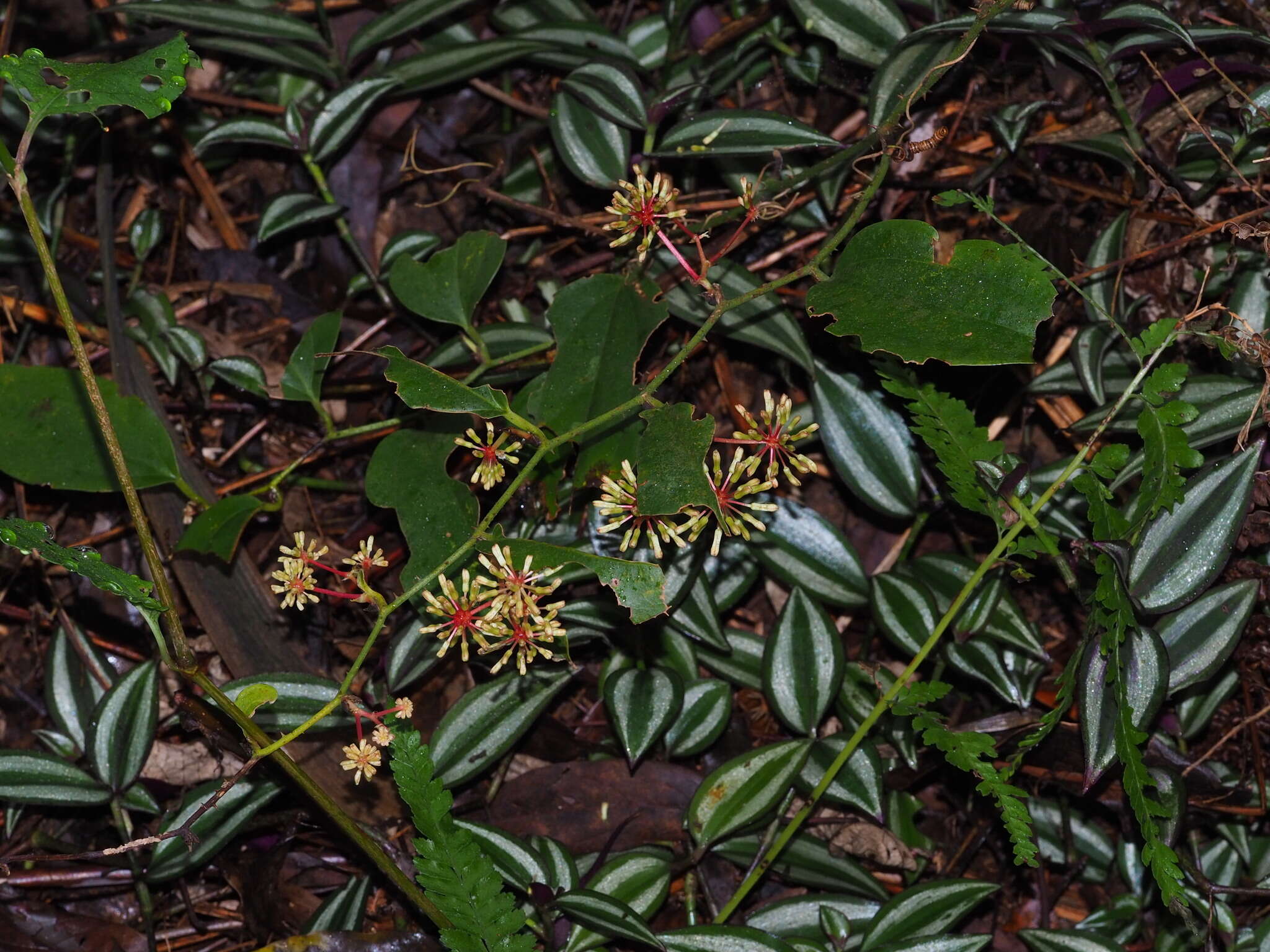 Image of Smilax aspericaulis Wall. ex A. DC.