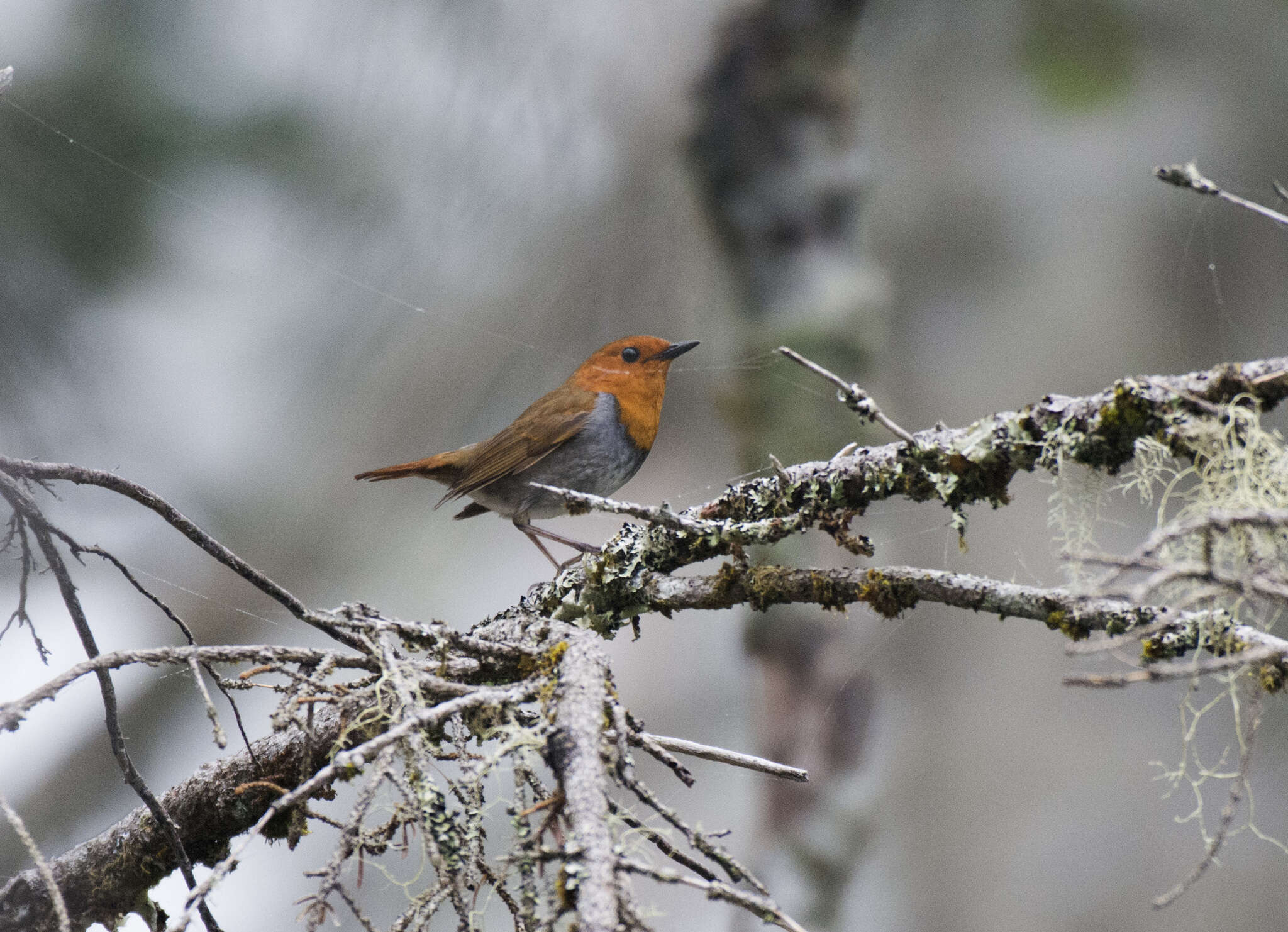 Image of Japanese Robin