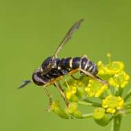 Image of Abrachyglossum capitatum (Loew 1847)