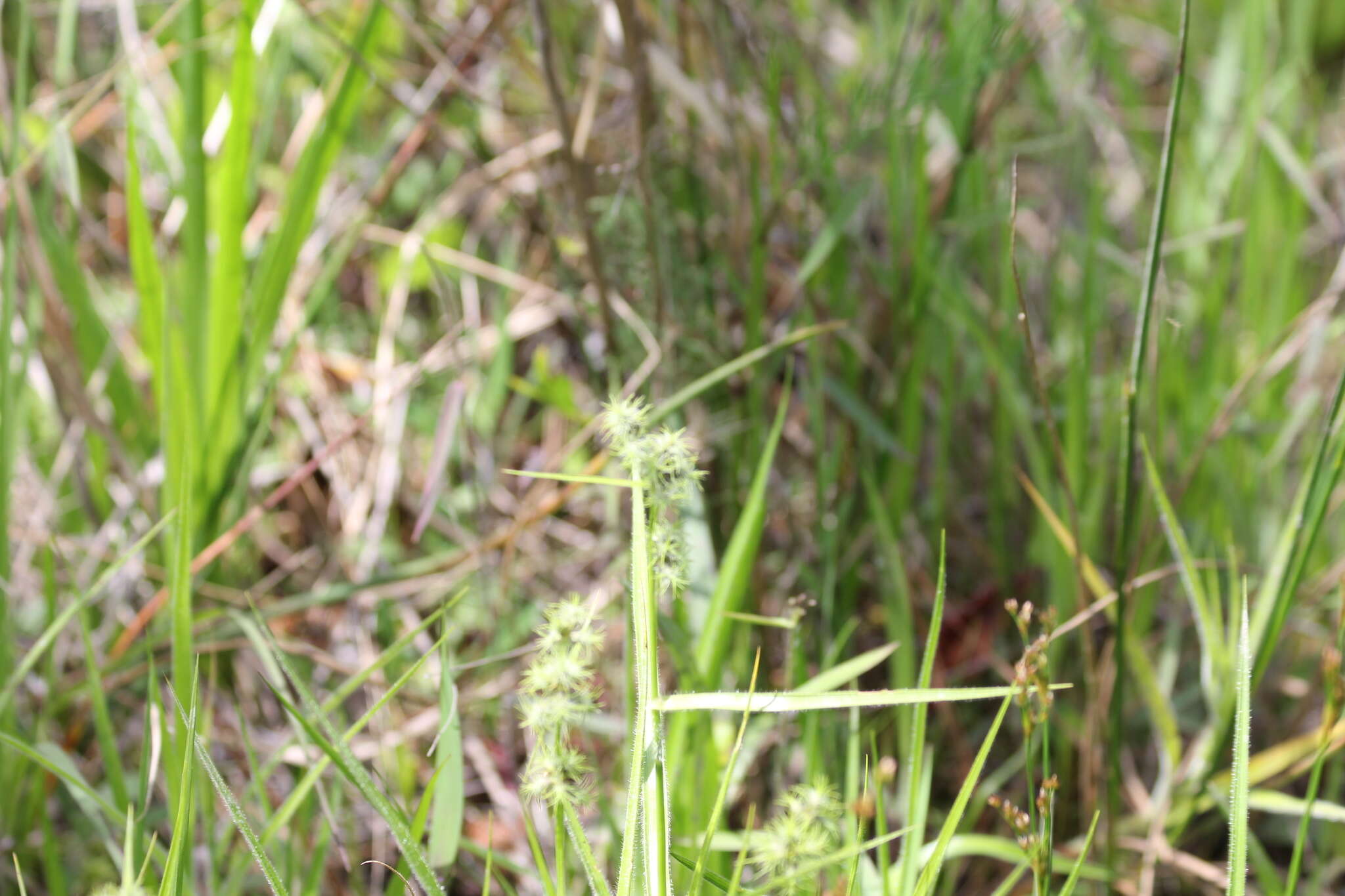 Image of Bush's umbrella-sedge