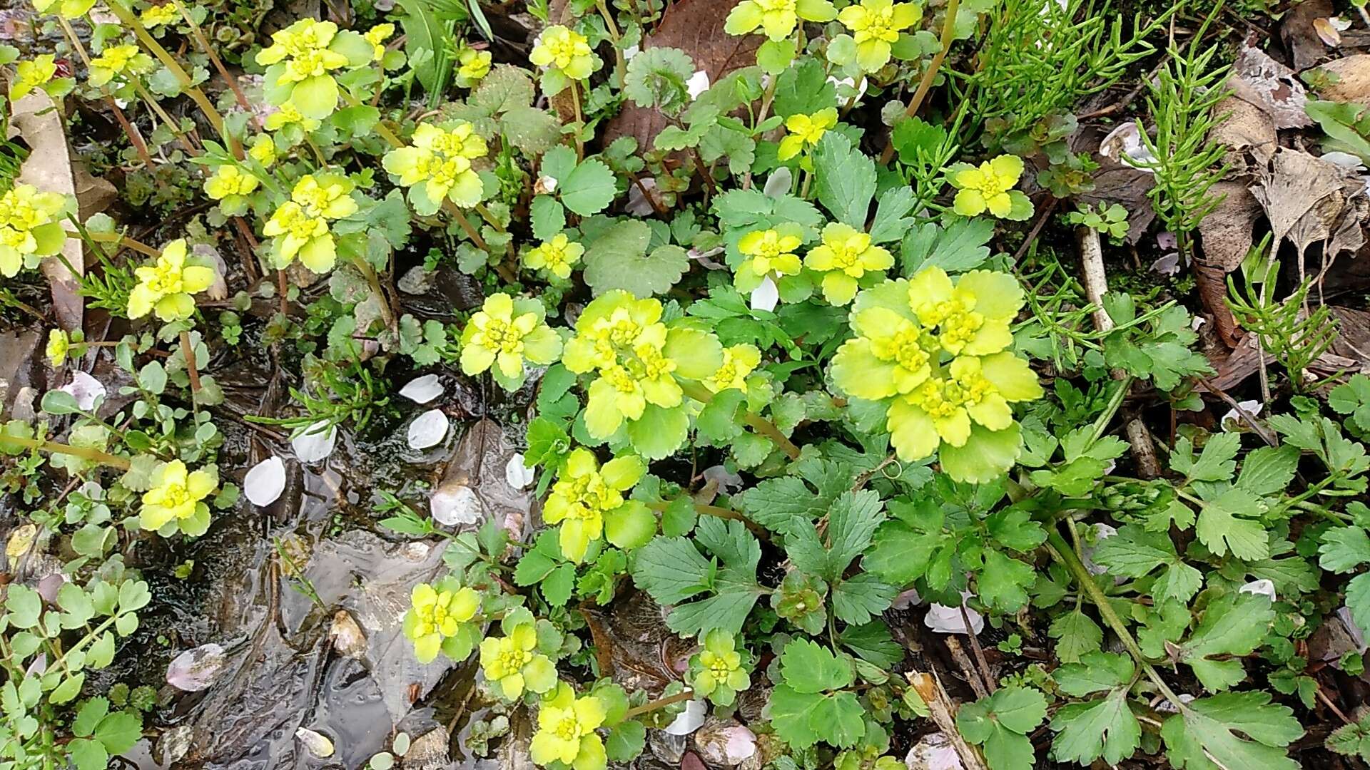 Image of Chrysosplenium grayanum Maxim.