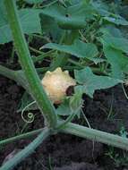 Image of field pumpkin