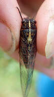 Image of Chatham Island cicada