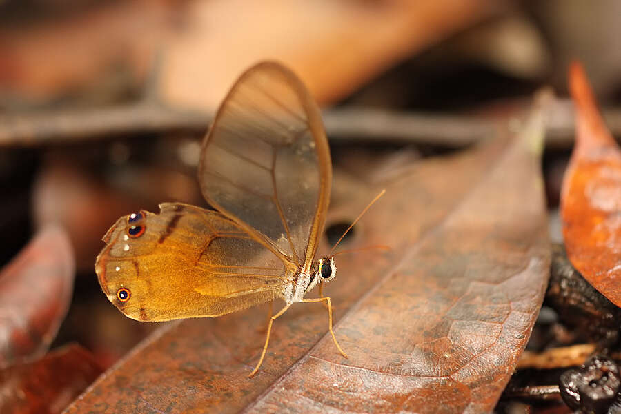 Image of Haetera piera Linnaeus 1758