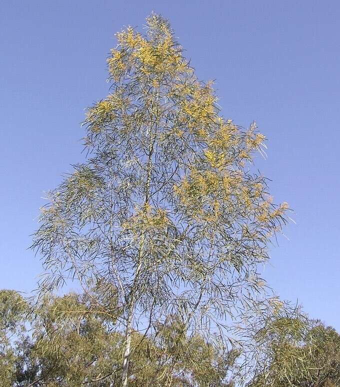 Imagem de Acacia neriifolia A. Cunn. ex Benth.