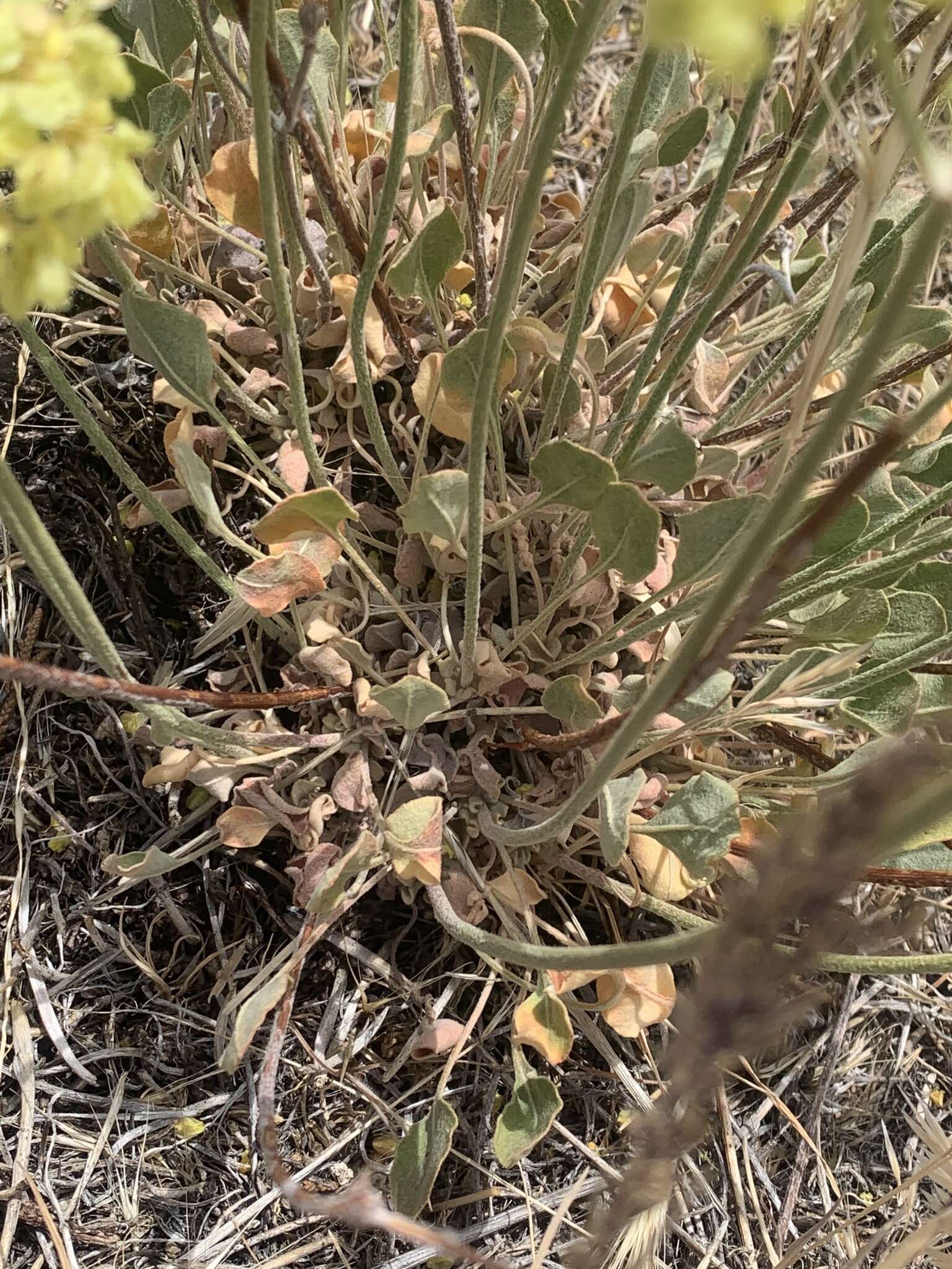 Image of Eriogonum strictum var. anserinum (Greene) S. Stokes