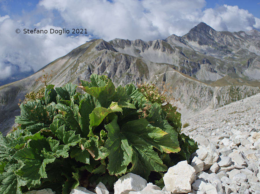 Image of Heracleum sphondylium subsp. orsinii (Guss.) H. Neumayer