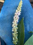 Image of Mexican pokeweed